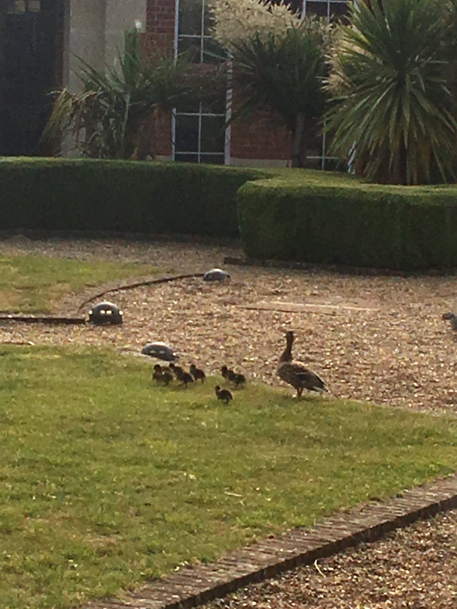 caltew's tweet image. We are duck wrangling this morning at SAS Marlow. #sasprofs #saseducation