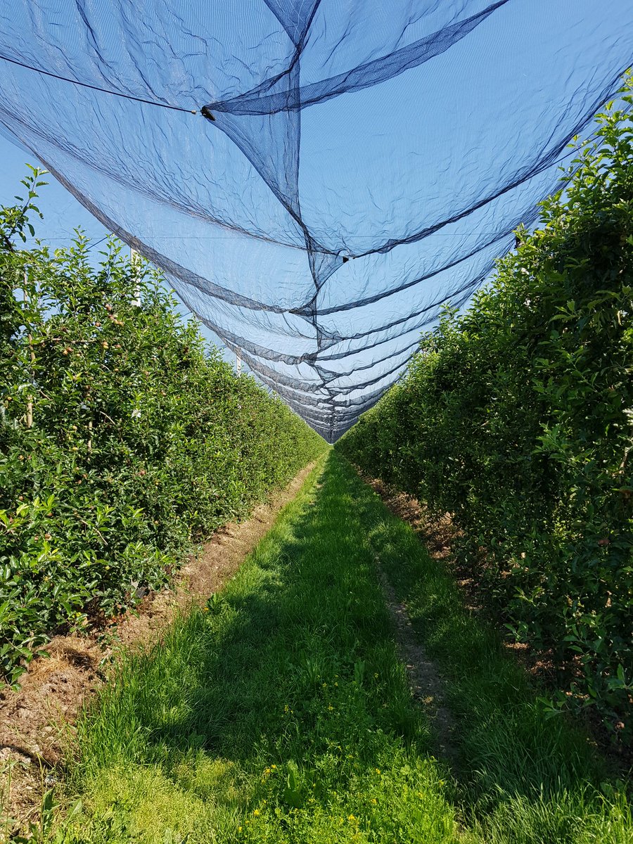 Today the teams from <a href="/LinksFoundation/">Fondazione LINKS</a> and <a href="/DISAFA_INT/">#UNITO-DISAFA_INT</a> are in the apple fields near Torino: the anti-hail nets and the height of the apple trees represent an ideal test-ground to test the <a href="/GNSSfantastic/">FANTASTIC Project</a> #GNSS #antenna and #receiver. <a href="/EU_GNSS/">EU_GNSS</a>  <a href="/Septentrio/">Septentrio</a>