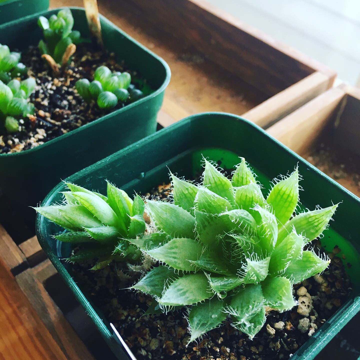 カトウナオコ 室内組の多肉さんたち ハオルチア もけもけ系は室内でいこうかと ハオルチア の中で綺麗に育ってるナンバーワンが 羽衣 です ハオルチアの中でも徒長しがちな子もいるので様子見ながら 多肉植物 ナオコの