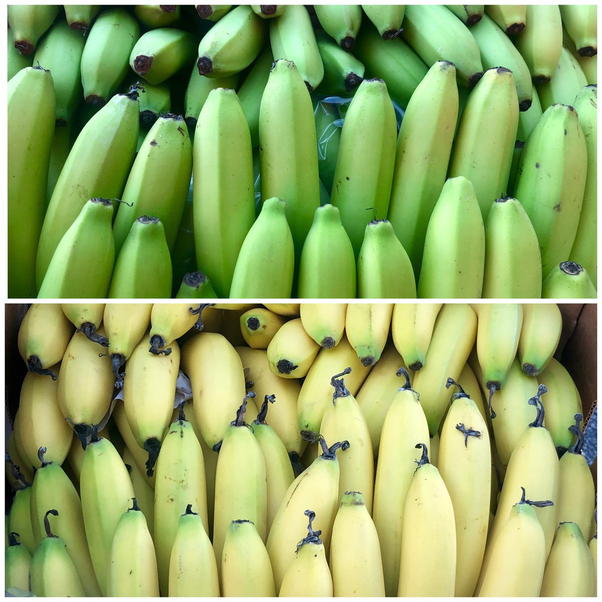 WAFresh's tweet image. #WhatsFresh - Premium Bananas just $2/kg: Choose from ripe and green. 
On special until Midday, Friday 7th June 2019. 
Order some now: wafresh.com.au
#WAFresh #Bananas #Fruit #FreshFruit #Greengrocer #FreshProduce