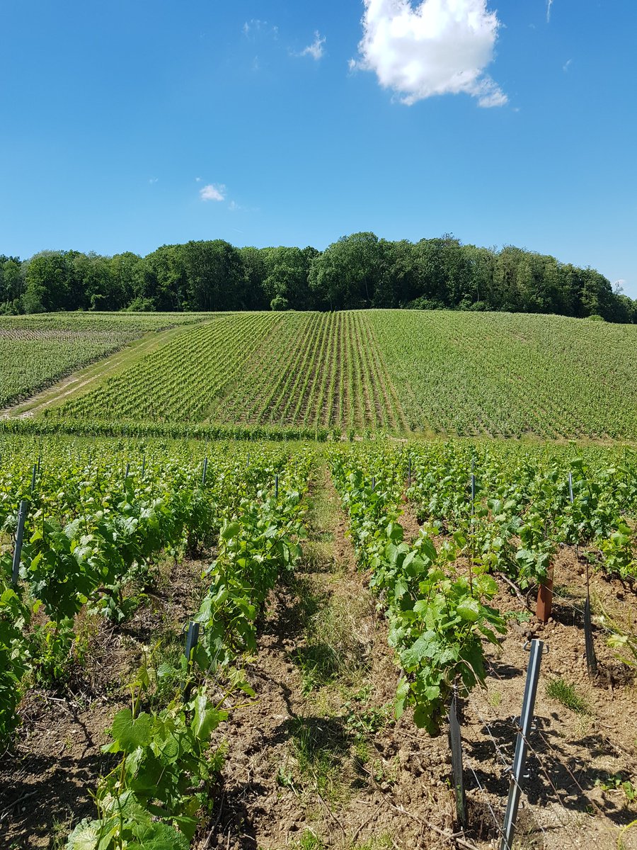 benoit51390's tweet photo. Le relevage de côté pilé, côté face!
#LesFormonts
#Chardonnay
#Champagne https://t.co/u1cadlh4AY