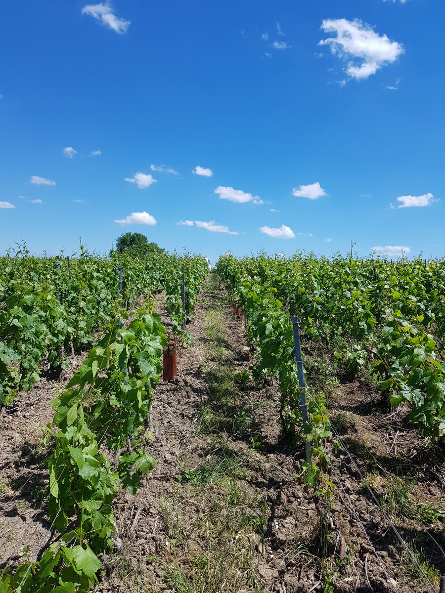 benoit51390's tweet photo. Le relevage de côté pilé, côté face!
#LesFormonts
#Chardonnay
#Champagne https://t.co/u1cadlh4AY