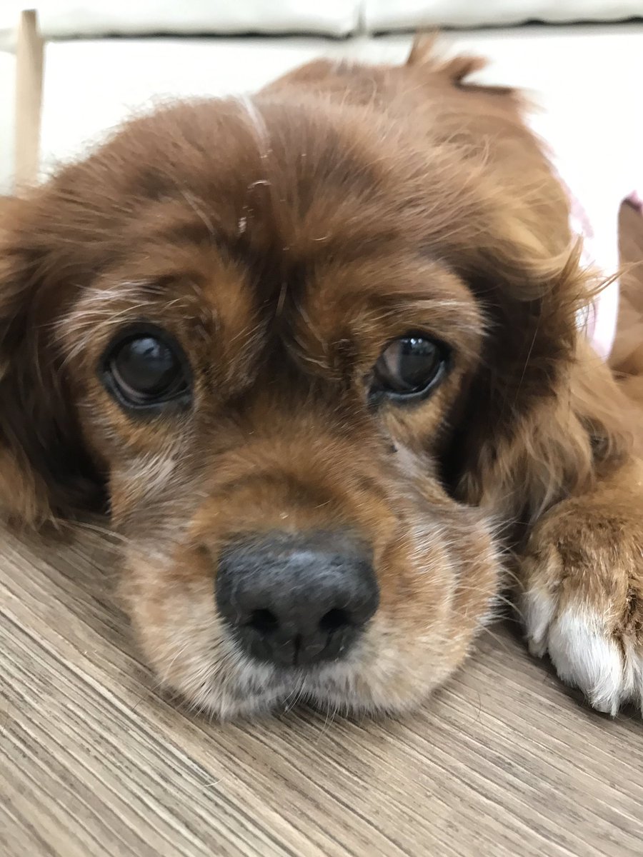 保護犬カフェ 保護猫カフェ 寺田町店 マレフィー キャバリアキングチャールズスパニエル 12 3 14 7歳 おっとりマレフィー 食べ物が絡むと顔が変わります 繁殖引退犬で苦労したマレフィー 素敵なご縁を待っています お問い合わせは保護犬