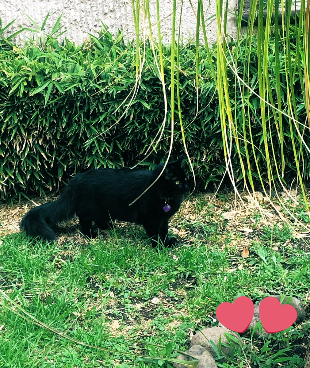 monavasa's tweet photo. Naturaleza 🌿🍃🌱 https://t.co/W6ZHPv8NEI