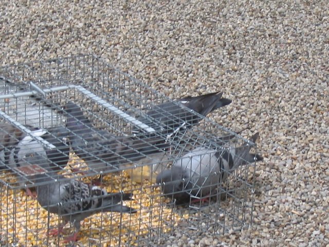 PigeonGuard's tweet photo. Are you sick and tired of the nuisance created by birds, especially #Pigeons in your Toronto home? Or looking for bird removal services provided by experts for your office premise? contact Pigeon Guard by phone at 416-690-0407 or visit https://t.co/N2dAQPS4Yi https://t.co/sCD4c4jtfO