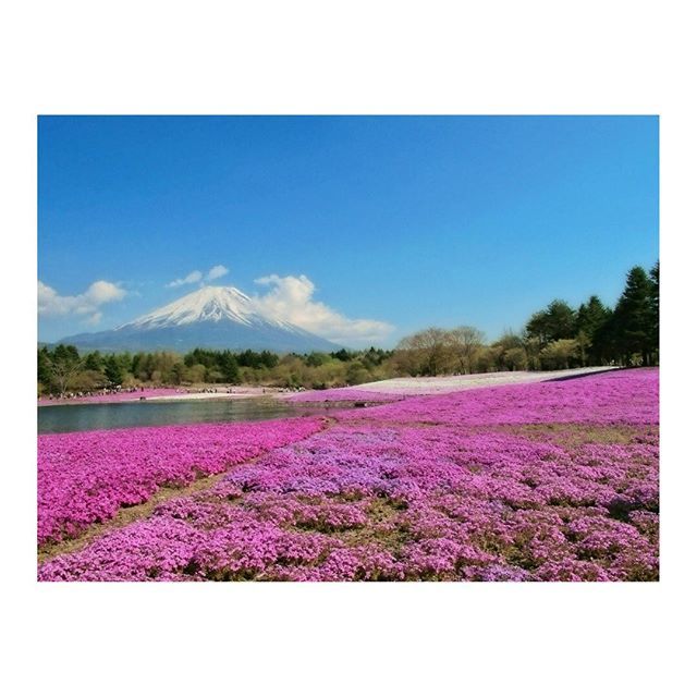 芝桜富士 Hashtag On Twitter