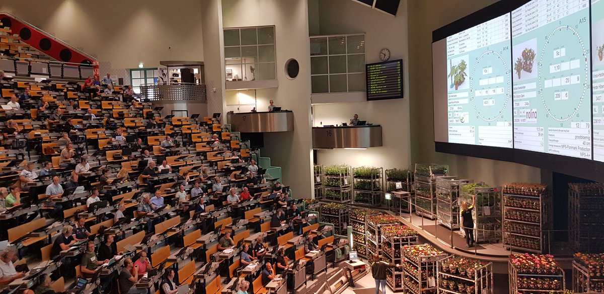 Veilingmeester Jeroen uit Naaldwijk veilt nu ook op <a href="/FloraHolland/">Royal FloraHolland</a>