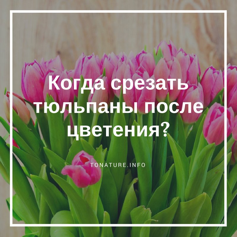 КОГДА СРЕЗАТЬ ТЮЛЬПАНЫ ПОСЛЕ ЦВЕТЕНИЯ?

tonature.info/kogda-srezat-t…

#toNatureInfo #КомнатныеРастения #Цветы #Тюльпаны #ВыращиваниеТюльпанов #УсловияДляТюльпанов #ОбрезкаТюльпанов #ЦветениеТюльпанов