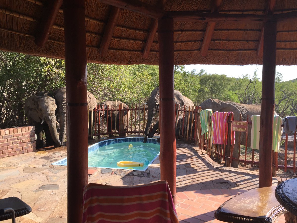 TrinityPerspect's tweet image. The sign said 'Do Not Feed The Animals' but it didn't say anything about letting them have a drink! #elephantpoolparty #onlyinafrica