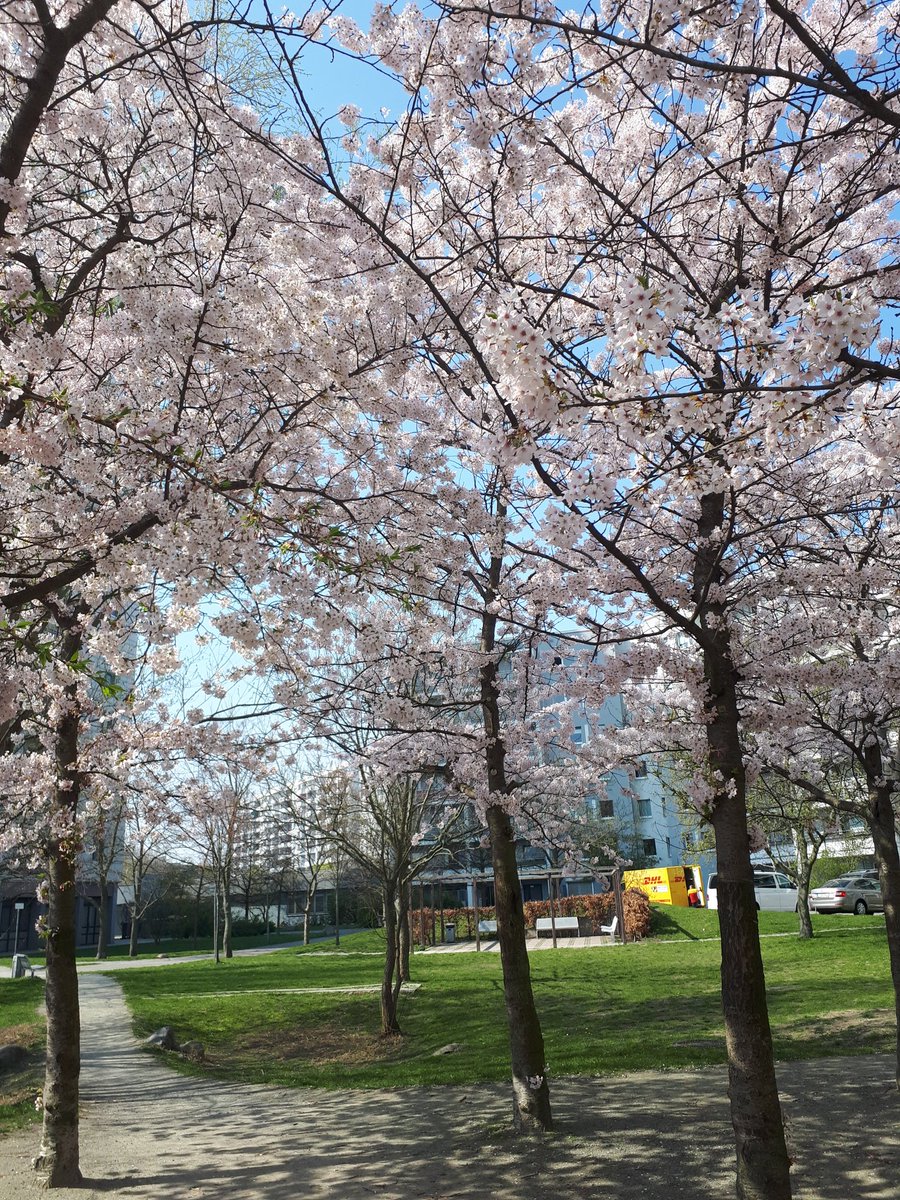 Wie schön es ist diesen kirschblüten baum zu sehen. Aber es schon am früh morgens 22° ist wie warm ist es denn bei euch? 😉