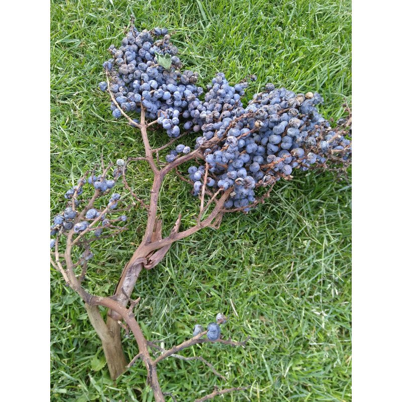 komunorg's tweet image. Nuevos productos y servicios que se pueden pagar con #Faircoin

bazar.komun.org/es/2-catalogo