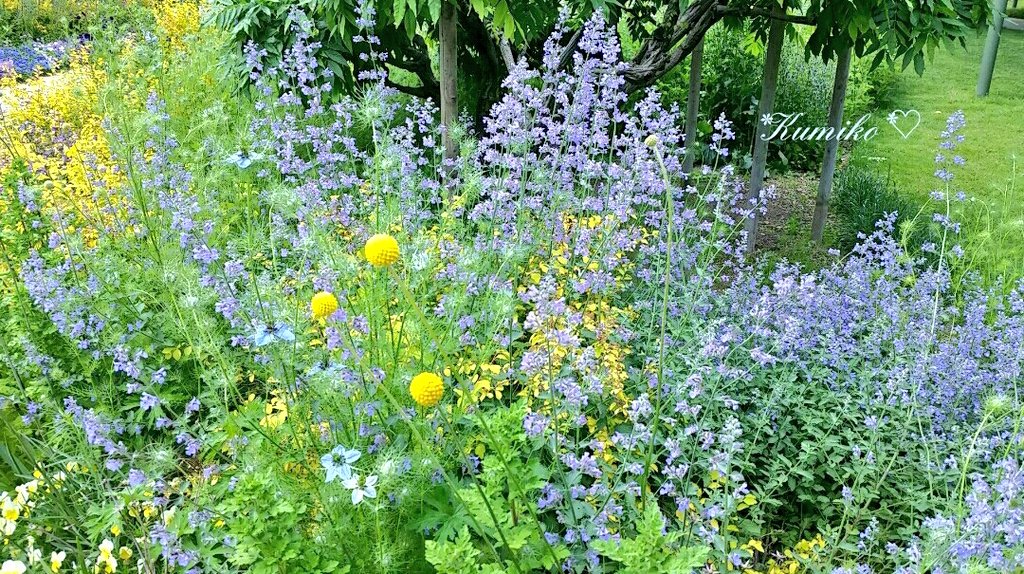 ku6901's tweet photo. こんにちは🎵
暑くなりましたね🍹
.
#6月3日 
#はままつフラワーパーク 
#花のある暮らし #お写ん歩 #花写真 
#花倶楽部 #花は癒し #はなまっぷ 
#緑のある暮らし #植物のある暮らし 
#庭園 #涼む #flower_garden #photography #flower_photo 
#healing #green #plants #purple 
#yellow #light_blue https://t.co/nm8VISCBh0