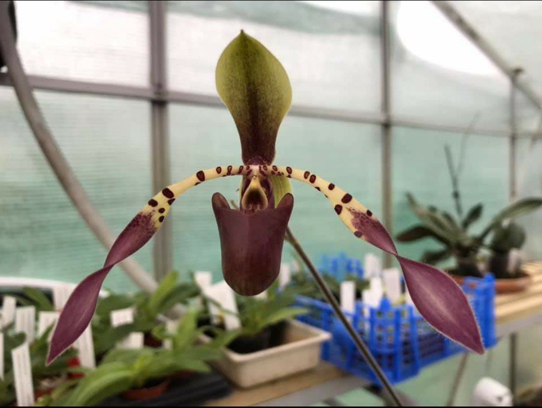 BritPaphSociety's tweet photo. Paphiopedilum lowii grown by Elite Orchids in the UK. A very nice dark coloured form, hopefully he'll use it for breeding.
#orchids #slipperorchids #society #BPS #Paphs #flowers #species #summer #nursery https://t.co/StspvMrp5L