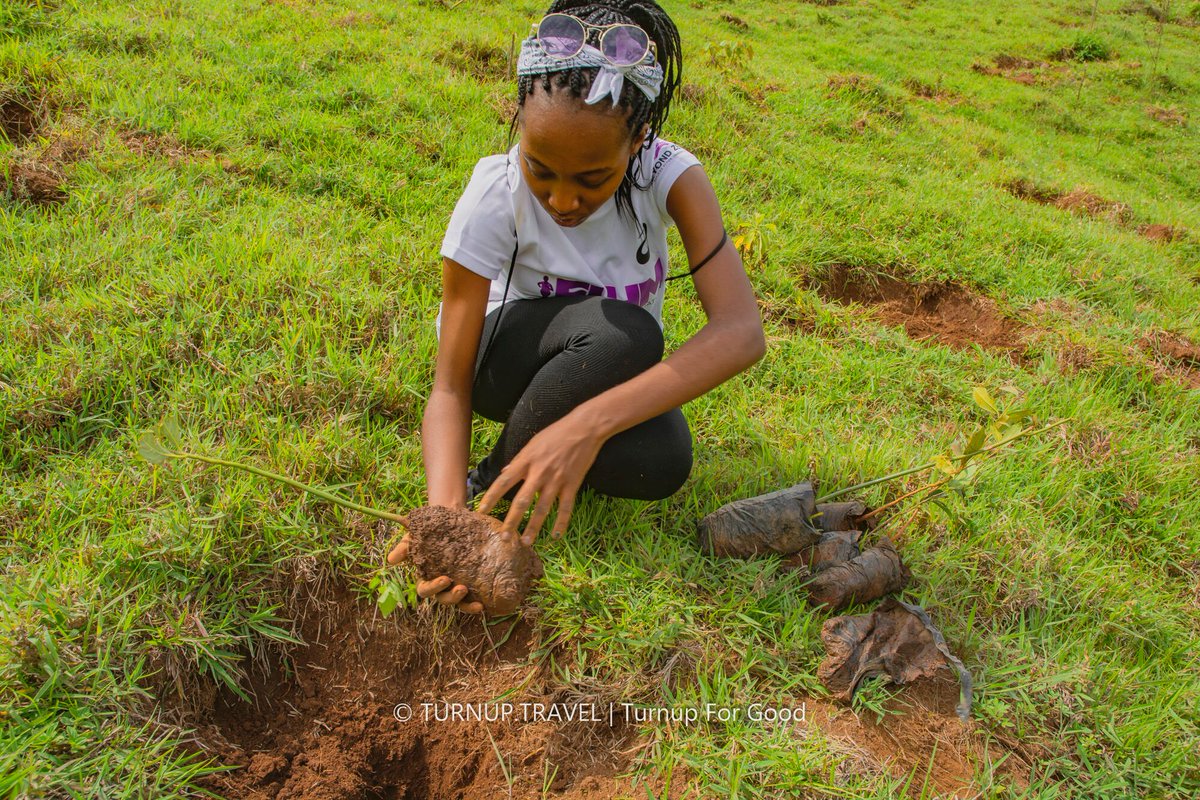 AccessTravelKE's tweet photo. We are still buzzing from the weekend's Madaraka Day Tree Planting with @MitiAlliance @PeperukaWorld @TurnupForGood & the beautiful people who joined hands with us.
Doing good and having fun shouldn't be mutually exclusive
#PandaMitiPendaKenya
#MeILoveKenya
#TurnupForGood https://t.co/1V7mLDIE9t
