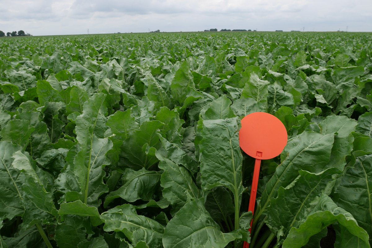 Les essais de phénotypage <a href="/AKERBett/">AKER-betterave</a> 2019 sont bien partis. Ils viendront compléter ceux de 2018 dans des conditions climatiques différentes. #innovationcolmpetitive #betterave2020