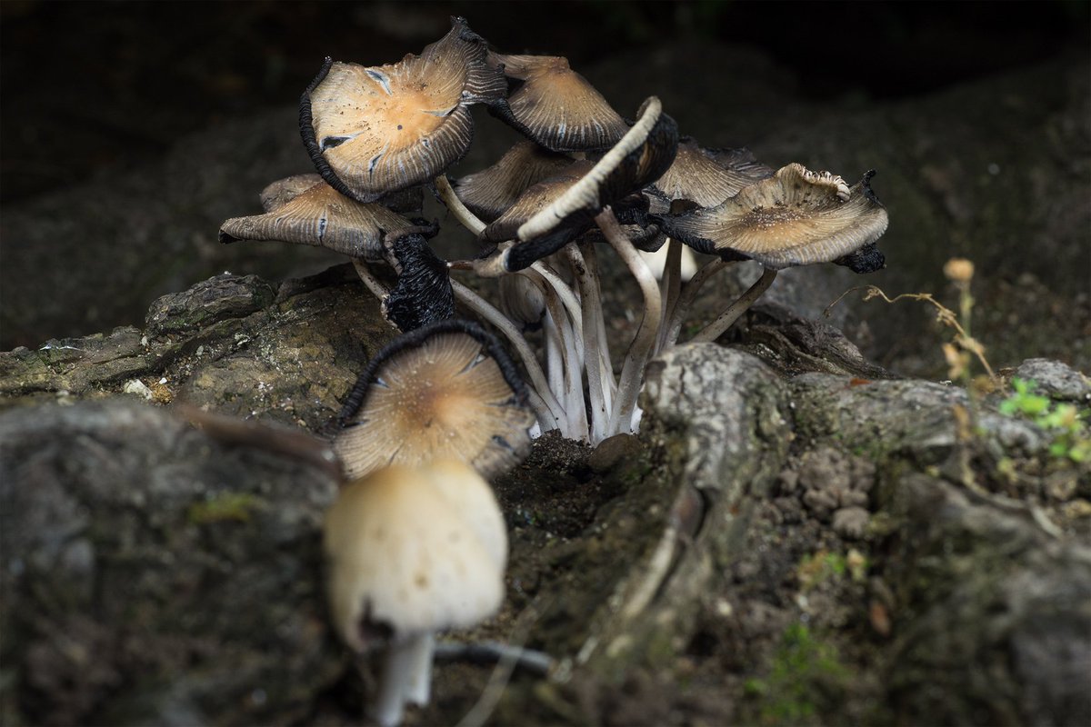 Inky caps!

#mushrooms #mycology #uvivf #fluorescent #nature