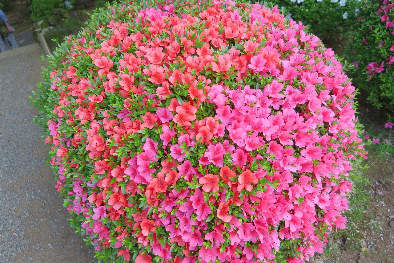 旧古河庭園 ひとつの玉に2つの色の皐月 株を寄せ植えして 同じ玉の中にピンクと赤 2種類の色 が楽しめるように見せています お得な感じですね どっちの色もかわいい 皐月は現在見頃です 旧古河庭園 サツキ T Co Hrfqe6juoy Twitter