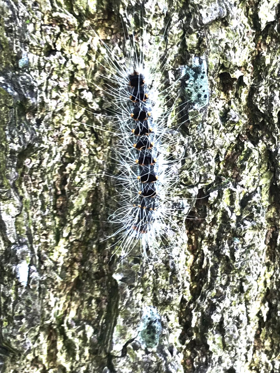 De #eikenprocessierups wordt overal in Nederland weer gespot. In het whitepaper van <a href="/AdvantaNL/">Advanta</a> en <a href="/BiocontroleBV/">Biocontrole BV , Hazerswoude-Dorp.</a> lees je alles over de biologische oplossingen voor de eikenprocessierups!

advantaseeds.nl/news/post/inva…