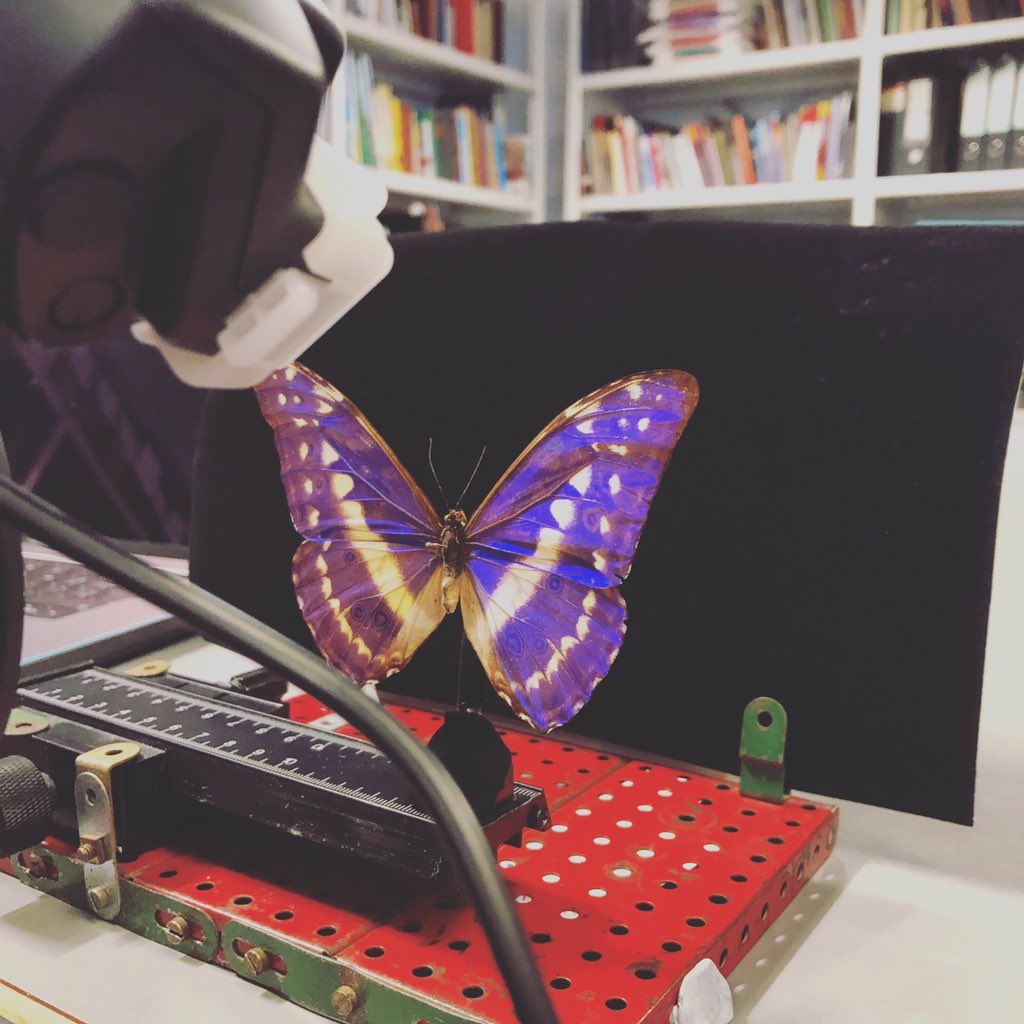 A butterfly from a museum collection is pinned upright against a black background, as it’s picture is taken.
