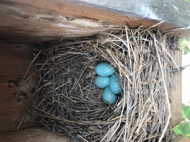 PresqueIsleSP's tweet image. We have eggs and chicks in our bluebird boxes at Erie Bluffs.