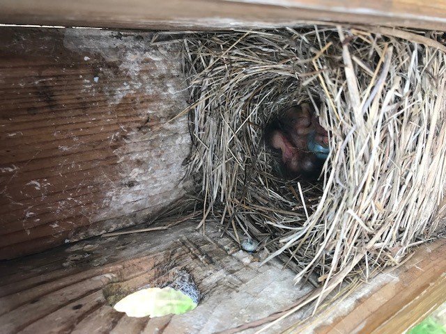 PresqueIsleSP's tweet image. We have eggs and chicks in our bluebird boxes at Erie Bluffs.