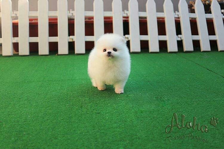 ClassynNature's tweet image. Teddy bear face Teacup Pomeranian🐻🐻
#amazing #loveforanimals

Credit IG: @animals_exhibition