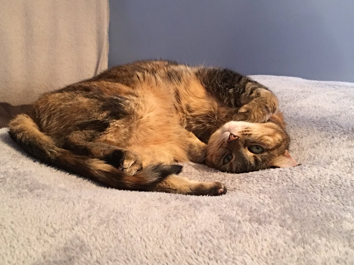 ajc682's tweet photo. @KevinScampi 😽😽😽 That jelly  belly,ive got one too 😻 https://t.co/Vsicf0du1F