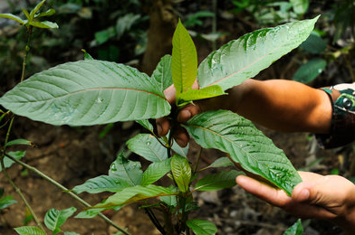 Kratom in the UK tweet media
