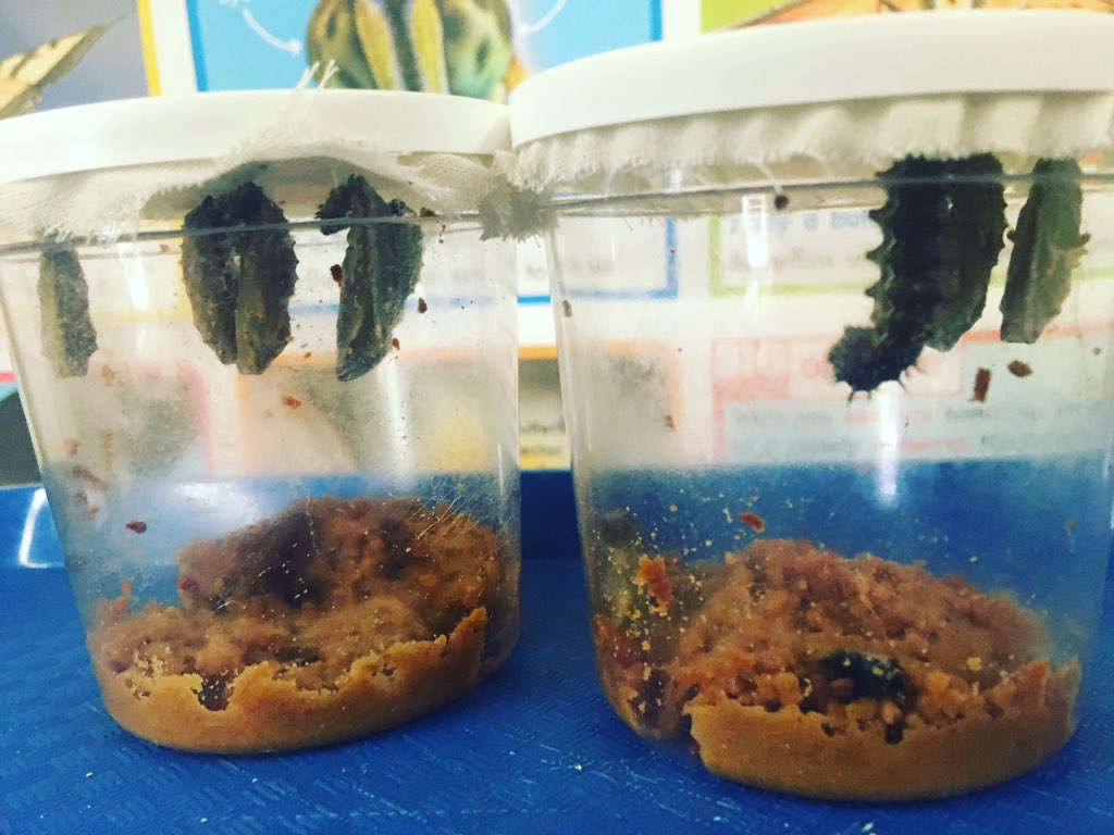 miss_turon's tweet photo. We missed the majority of them forming their #chrysalis, but that one little guy is still in his βJβ πππ¦
#missturonsclass
#JAroom14
#JAschool
#caterpillar
#butterfly
#lifecycle
#science
#schoolgarden
#gardener
#polinatorgarden
#PolinationNation
#TrueNorthBrunswick https://t.co/9lML8aZRUz