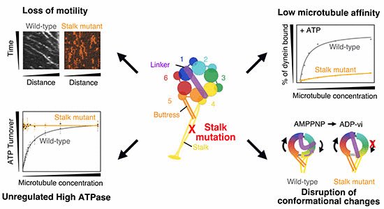 embojournal's tweet image. Mutations in the coiled-coil stalk of #dynein demonstrate its essential role in regulating #microtubule-dependent motor activity and coordinating conformational changes in the #ATPase motor domain - paper by Niekamp et al @BhabhaEkiertLab @SkirballNYUSoM
emboj.embopress.org/content/early/…