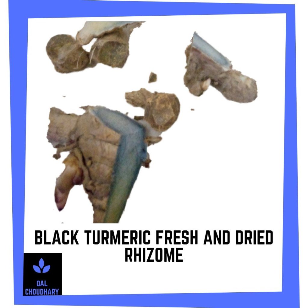 BlackTurmeric's tweet photo. 2019 Black turmeric Harvest https://t.co/poVFG2qYN7 https://t.co/sW8Nz09rH5