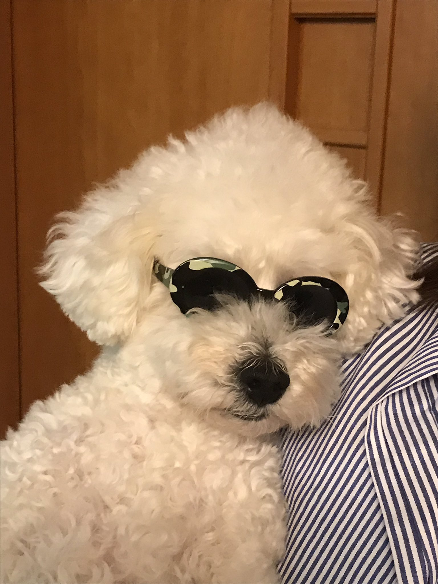 犬用サングラス Twitter Search Twitter