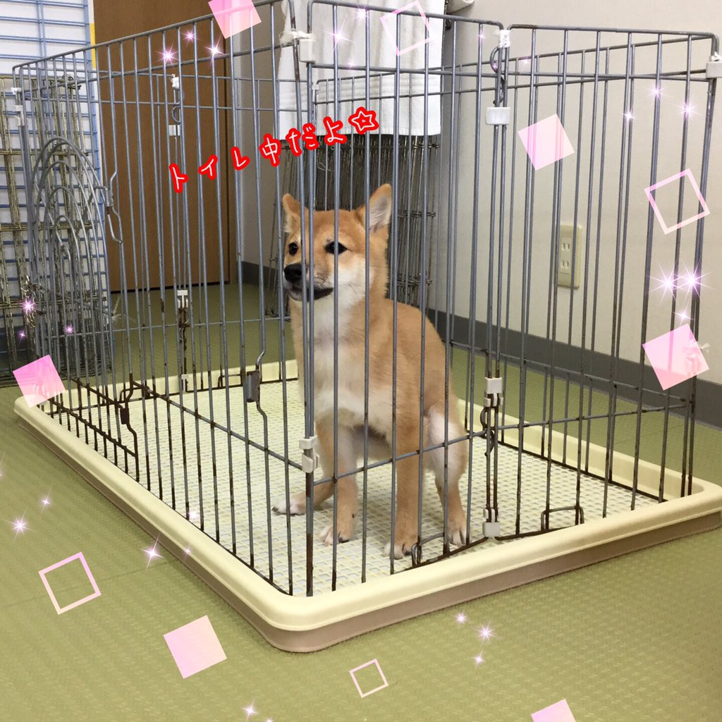 Ciao コイ や くわえて トイレトレーニング など みんな頑張って練習しています しつけ教室 犬の幼稚園 ドッグトレーナー ドッグスクール 中野区 ミニチュアダックスフンド 柴犬 来い くわえて トイレトレーニング T Co