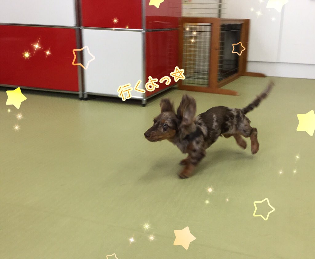 Ciao コイ や くわえて トイレトレーニング など みんな頑張って練習しています しつけ教室 犬の幼稚園 ドッグトレーナー ドッグスクール 中野区 ミニチュアダックスフンド 柴犬 来い くわえて トイレトレーニング T Co