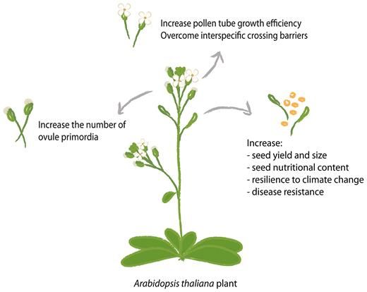 Special Issue: Advances in Plant Reproduction: from Gametes to Seeds bit.ly/30ZBOmd
Read the Editorial bit.ly/313vGcq @scoimbra_silvia @meninatoxica