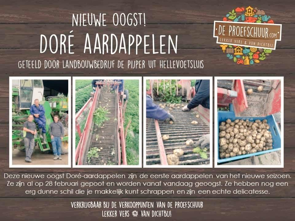 🇾🇪Nieuwe oogst: Doré aardappelen uit de Hellevoetse polder 🇾🇪 ze zijn er weer! 🥔🥔🥔🥔