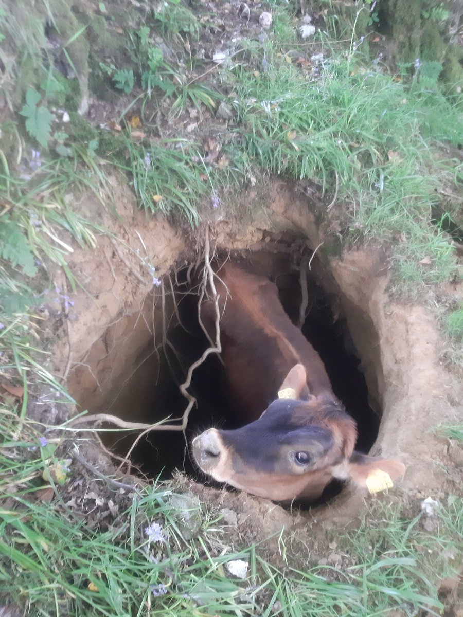 StevensFarming's tweet photo. A first for me. Young heifer in a badger hole! 1955 will now be known as Alice. (Yes I know that was a rabbit hole) https://t.co/54OljsXBa7