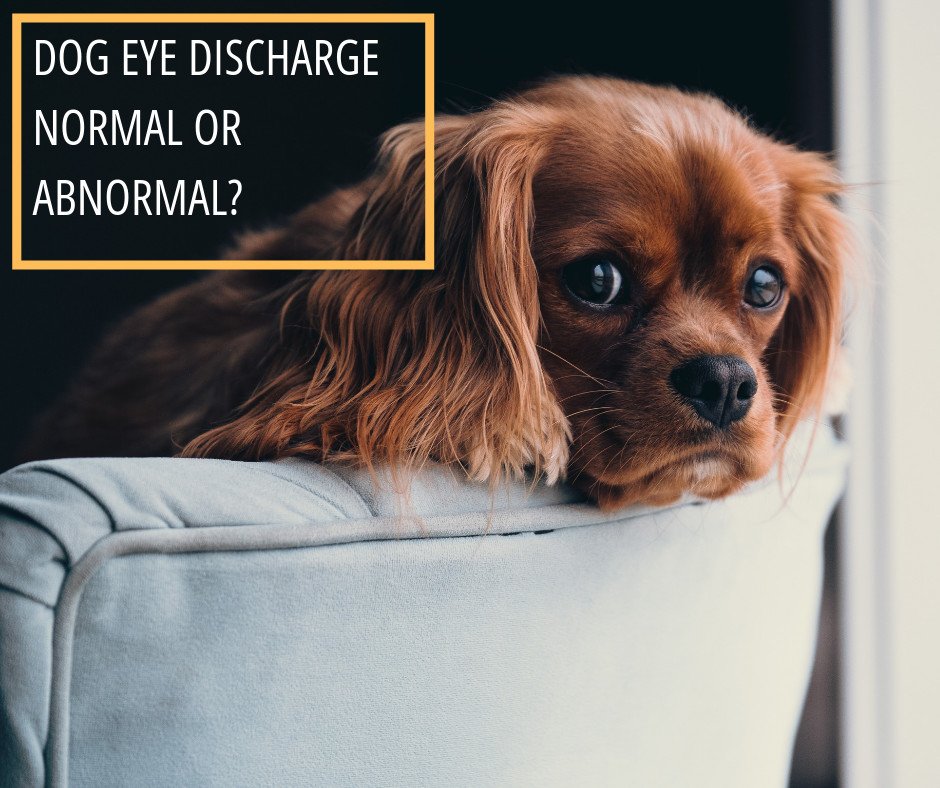 🐕 Dog eye discharge may be a problem. Then again, it might not be.
Read more about the common causes and different types of eye discharge 👉 bit.ly/2XntSca
