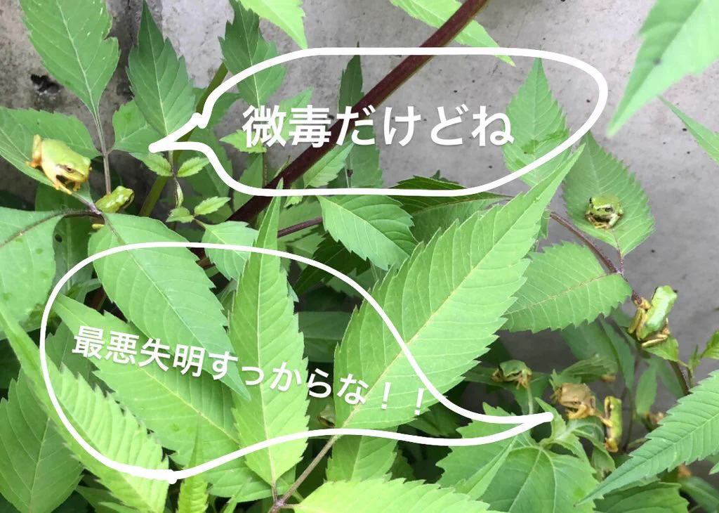 アマガエルを触ってしまったら必ず手を洗おう/毒あり!!