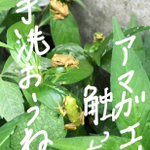 アマガエルを触ってしまったら必ず手を洗おう/毒あり!