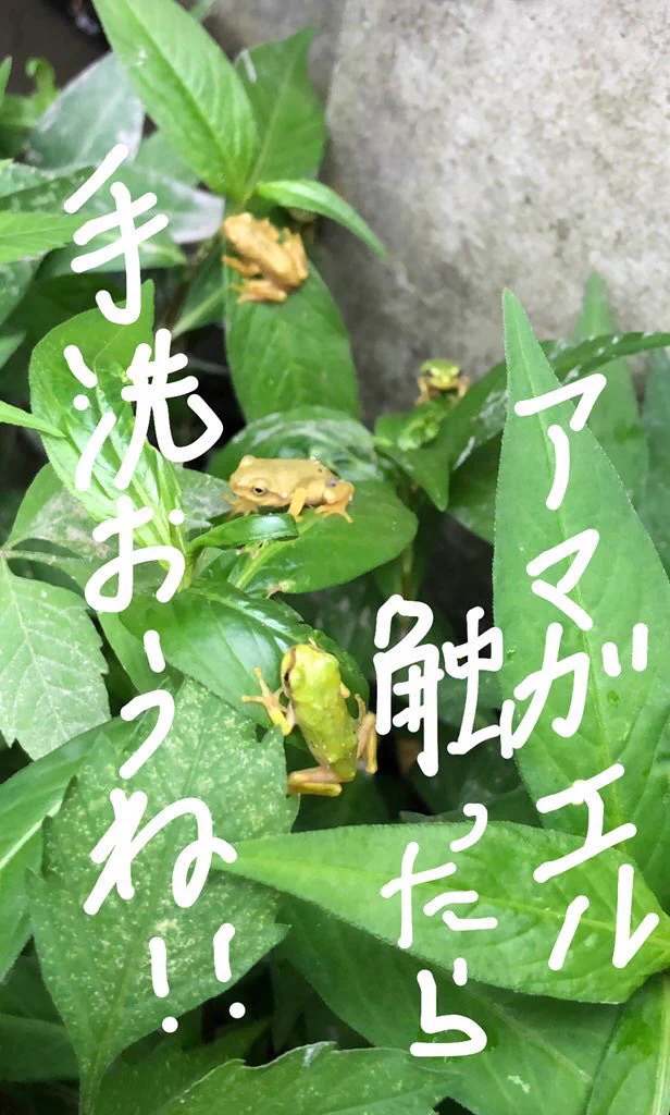 アマガエルを触ってしまったら必ず手を洗おう/毒あり!!