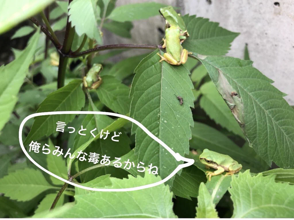アマガエルを触ってしまったら必ず手を洗おう/毒あり!!