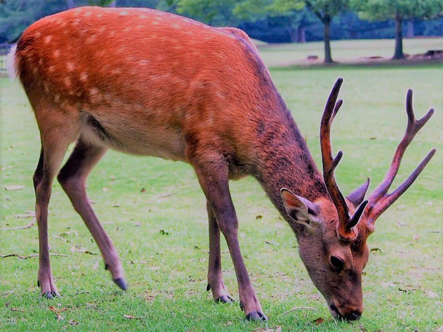青丹よし Twitter પર 天然記念物の日本鹿が草食む奈良公園で 奈良公園で天然記念物の草を食む亜種ホンシュウジカの雄鹿に出会う 日本鹿は寒冷な地域に生息する亜種ほど体温を維持するため大型である ホンシュウジカ 天然記念物 奈良公園 日本鹿 都市公園