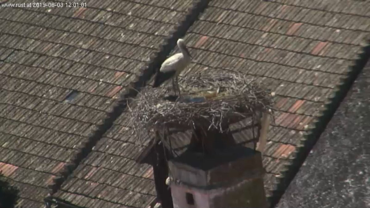 WStorkWatching's tweet photo. Screenshots of some #Austrian storkcams at noon today. These and the rest of the live-streams are available on the #WSWmap: https://t.co/CUinp6v4dY :: #Austria #Rust #Mürzhofen #Rosegg #Kilb #WhiteStorks #stork #webcam #WSWW2019 https://t.co/KTJkcOTYQ7
