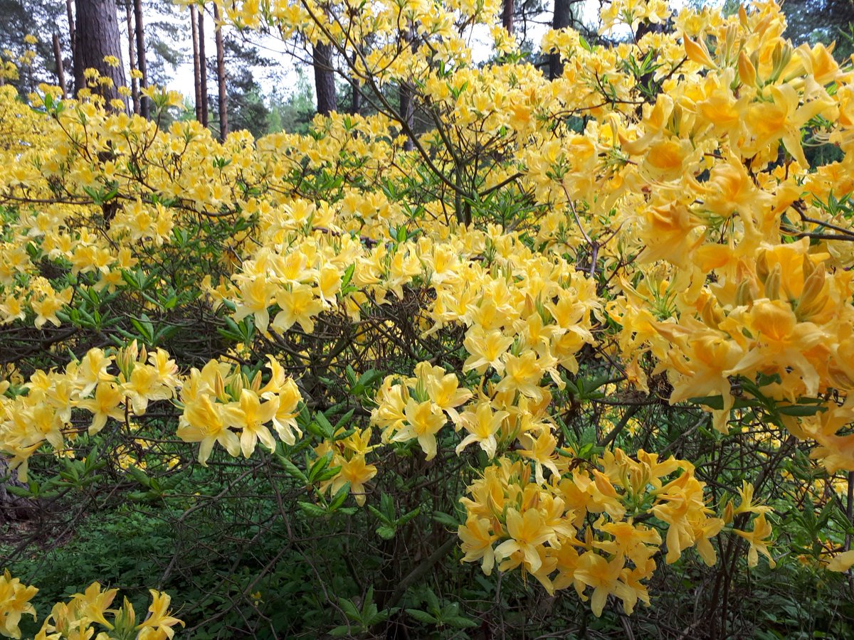 finnguru's tweet photo. You can find a unique Alpine Rose Park in Haaga #Helsinki.
Definitely a urban park worth a visit and bring your guests there too at the time of flowering. It is now:)
#finnguru #suomi #finland #guestcare https://t.co/5mQG4Bd2K5