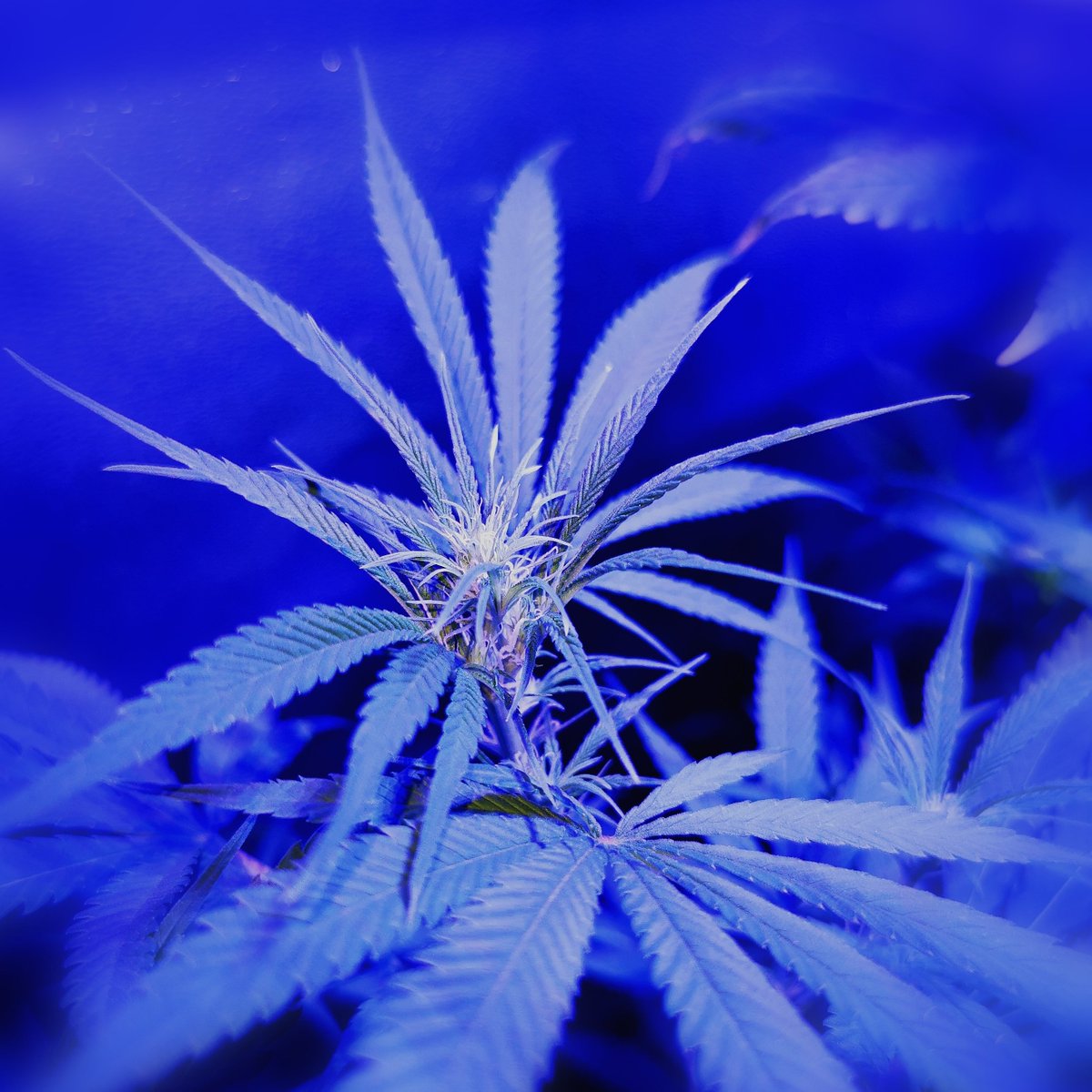 Raro Genetics Farm® tweet media