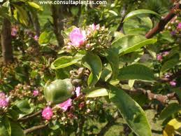 arbolespe's tweet photo. El #Guamacho rosado (Pereskia grandiflora) es en realidad un cactus con hojas familia de las Cactaceas y emparentado con nuestro Guamachito criollo, también llamado #Bleo, #OraPrononis o #Supire, y es usada como condimento en sopas y ensaladas, ya no esta en el #parquedeleste https://t.co/mn2dHtRha2