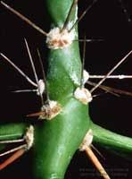 arbolespe's tweet photo. El #Guamacho rosado (Pereskia grandiflora) es en realidad un cactus con hojas familia de las Cactaceas y emparentado con nuestro Guamachito criollo, también llamado #Bleo, #OraPrononis o #Supire, y es usada como condimento en sopas y ensaladas, ya no esta en el #parquedeleste https://t.co/mn2dHtRha2