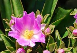 arbolespe's tweet photo. El #Guamacho rosado (Pereskia grandiflora) es en realidad un cactus con hojas familia de las Cactaceas y emparentado con nuestro Guamachito criollo, también llamado #Bleo, #OraPrononis o #Supire, y es usada como condimento en sopas y ensaladas, ya no esta en el #parquedeleste https://t.co/mn2dHtRha2