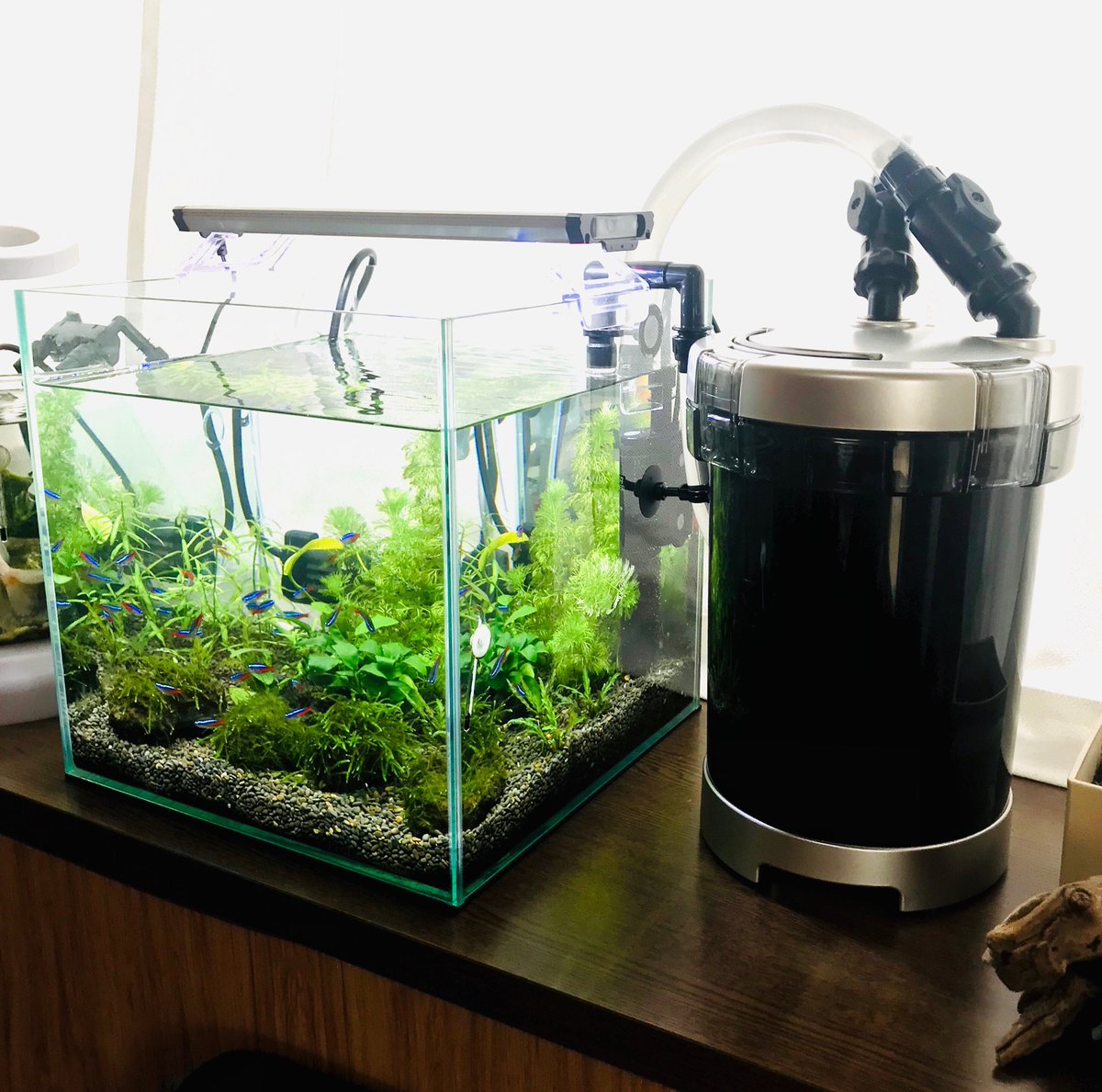 30cmキューブ水槽 30cmキューブ水槽